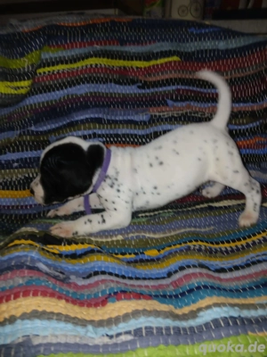 Dalmatiner-Labrador-Retriever Mix