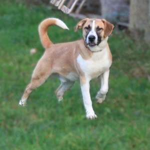 Bento - liebevolle Familie gesucht