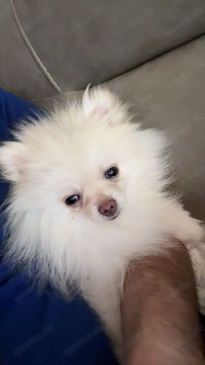 Pomeranian Zwergspitz 