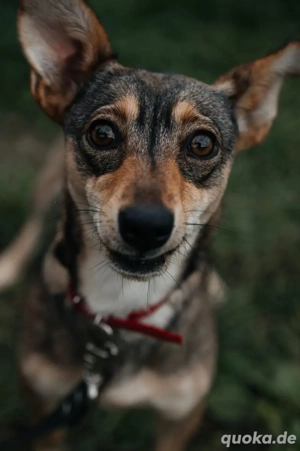 Bella, geb 04 2024 - eine kleine Heldin sucht ihr Happy End