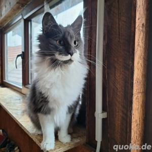 Maine Coon   Mädchen