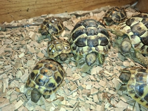  Süße Griechisches Landschildkrötenbaby (THB) abzugeben
