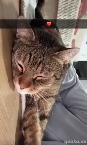 Winnie, der perfekte Familienbegleiter