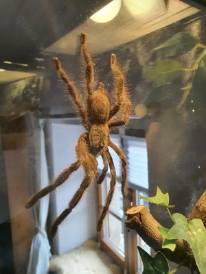 Vogelspinne Poecilotheria Regalis 1.0