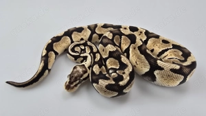 1,0 Python regius, Königspython "Pastel" DNZ 2024