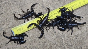 Pandinus imperator, Kaiserskorpion Körper ca. 3-4 cm, Skorpion 