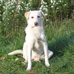 Lotta - Familie mit Herz gesucht