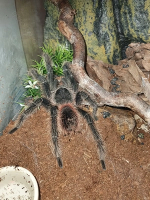 Vogelspinne Lasiodora Parahybana 1.0