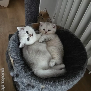 Bkh Kitten vom Züchter mit Stammbaum