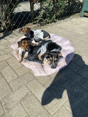 Junge Jack Russel Terrier Mischlingshunde suchen ein gutes Zuhause