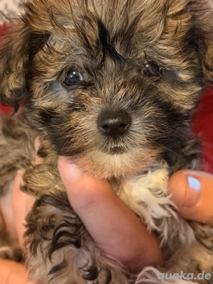 Chinese crested Powderpuff Welpen, geb. 1.10.2025