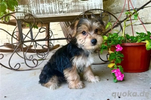 Wunderschöner Mini Biewer Yorkshire Terrier.