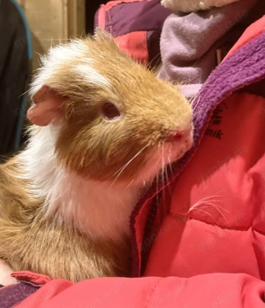 Meerschweinchen Max und Moritz, 7 Monate alt