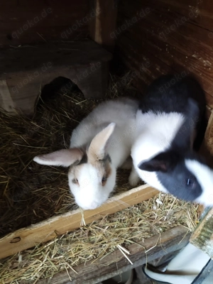 Junge Zwergkaninchen