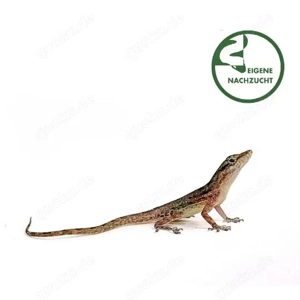 Wir haben wieder wunderschöne, kräftige Nachzuchten abzugeben! 