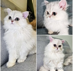 Britisch Langhaar 2 Katerchen zu verkaufen  wir suchen eine liebevolle neue Familie