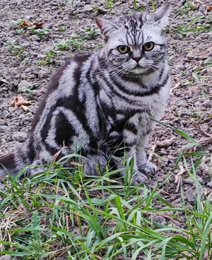 BKH Katze reinrassig mit Stammbaum 4 Jahre 