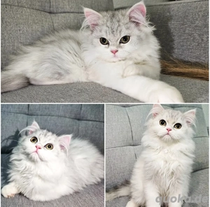 BLH weiße und graue Kätzchen 