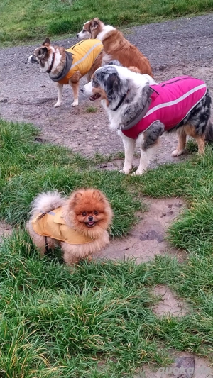 Pomeranian Zwergspitz Deckrüde KEIN VERKAUF  Bild 5