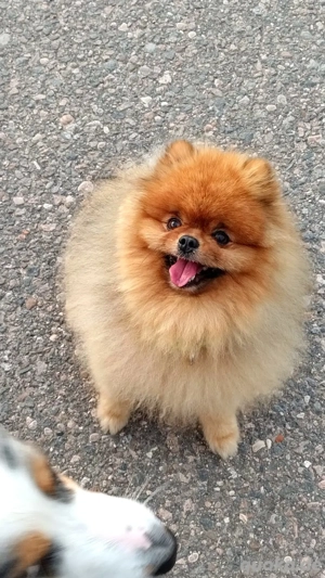 Pomeranian Zwergspitz Deckrüde KEIN VERKAUF  Bild 3