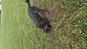 Bardino-Mischling  Django" sucht ein neues Zuhause