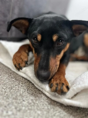 Candy *geb. 08 2024   ein zärtliches kleines Mädchen sucht ein Herz, das sie halten möchte