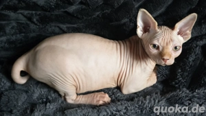 Verkaufe 4 Canadian Sphynx Kitten Jungs .     !!! KEINE ZUCHT !!!