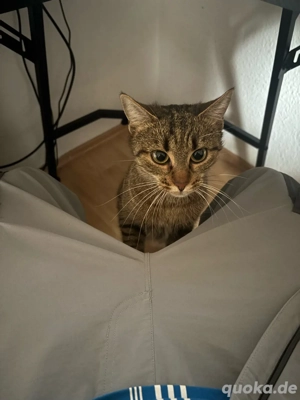 Katze (W) zuverschenken