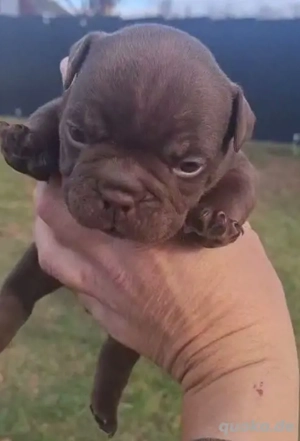 Exotic bulldog madchen 