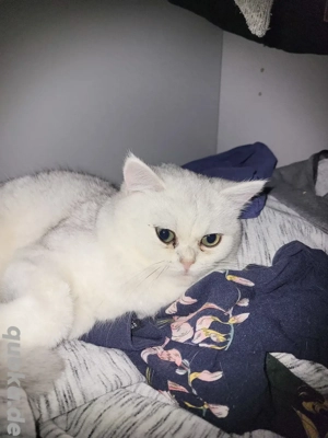 Reinrassige BKH mädchen mit stammbaum 