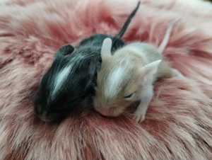 Kunterbunte Degu Kids in:Lilac,Schoko,Sand,Agouti,viele Mädels suchen Lieblingsmensch