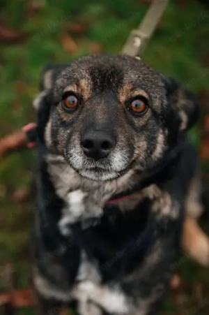 Cookie, geb 08 2024 - Sanfte Seele sucht nach Liebe