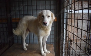 Sanfte Ro wünscht sich ein Leben voller Sicherheit und Liebe