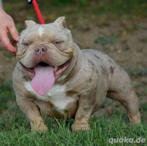 Exotic bulldog ABKC stammbaum 