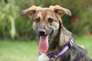 Unsere lebensfrohe Traumhündin Sarina sucht ihre Familie fürs Leben