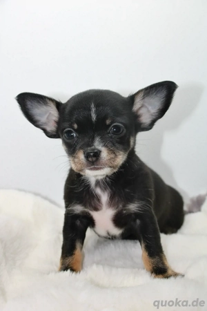 Chihuahua Welpen mit Ahnentafel 