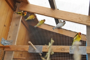 Stieglitz Major Gelb 