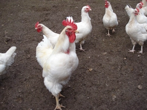 Bruteier reinrassiger White Rock aus Hobbyzucht abzugeben.