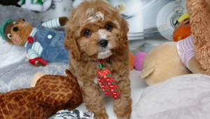 Wunderschöne Cavapoo Welpen (Toypudel Zwergpudel + Cavalier King Charles Spaniel) mit Ahnentafel