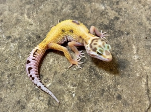 0,1 Leopardgecko Emerine Cross het. Tremper Albino 