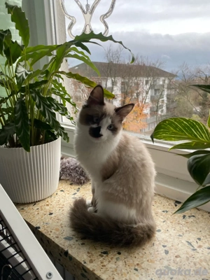 kätzchen Ragdoll Mix Kater