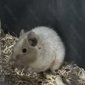 Degu Weibchen 1 Jahr alt