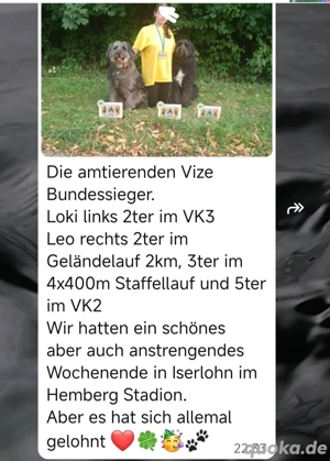 Doodle, Border Doodle Welpen, Allergiker geeignet!  Bild 2
