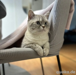 Deckkater Tiefblauen Augen Silber Weiß