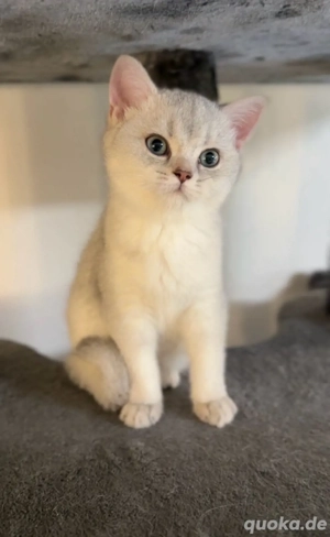 letztes bkh kitten sucht noch ein liebevolles zuhause 