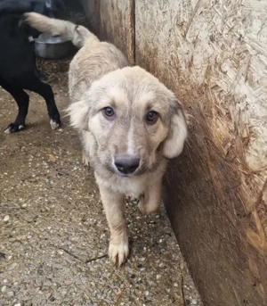 CREAMY - so ein süßes Hundemädchen (wartet in Rumänien)