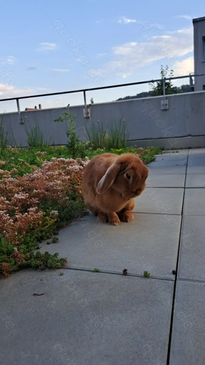 2 süße Zwergwidder abzugeben 