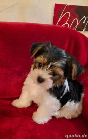 Yorkshire Terrier Biewer Welpen