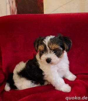 Yorkshire Terrier Biewer Welpen