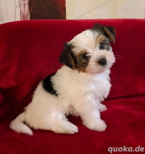 Yorkshire Terrier Biewer Welpen